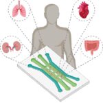 Organ-on-a-chip: hacia la medicina personalizada