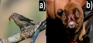 Bajo la sombra: aves, murciélagos y café