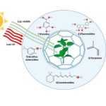 Plantas contra la radiación solar