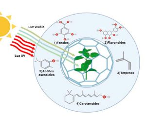 Plantas contra la radiación solar
