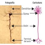 La neurona y sus funciones: una breve historia