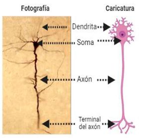 La neurona y sus funciones: una breve historia